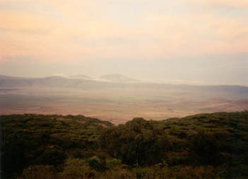acacia trees in Ngorongoro Crater