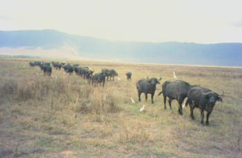 line of buffalo, Ngorongoro Crater