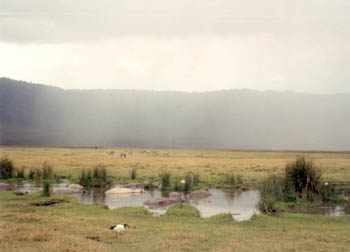 hippopotamus in water, Ngorongoro Crater