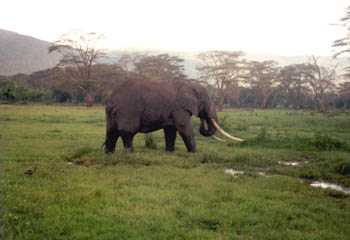 elephant, Ngorongoro Crater
