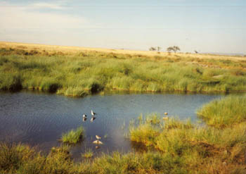 birds at a water hole, Serengeti