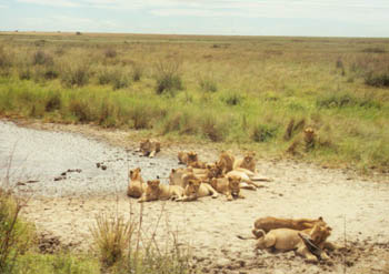 female lions and cubs