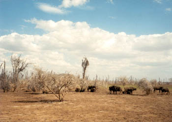 buffalo at Lake Manyara