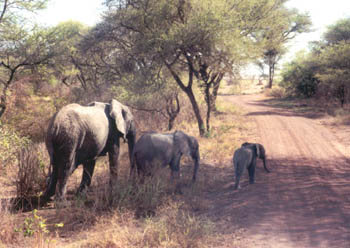 elephants at Lake Manyara
