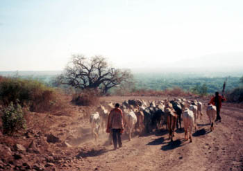 cattle drive from Lake Victoria to Mombasa