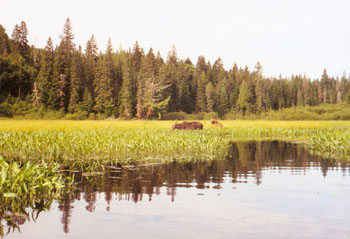 cow and calf moose