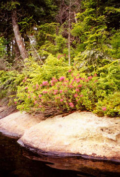 island on McIntosh Lake