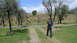 walking among olive trees