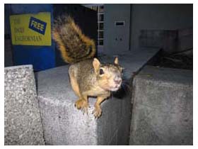 berkeley squirrel