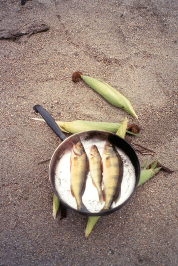 perch and corn for lunch