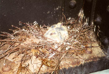 pigeons nesting in an old railroad bridge