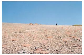 Beckett on a gravel ridge