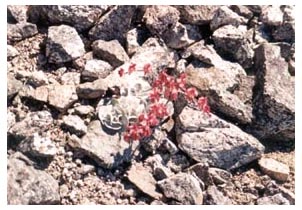 tiny red flowers and pale green leaves