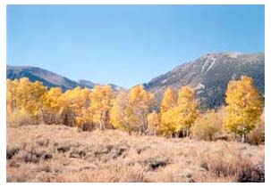 aspens