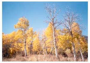 aspens