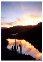 saguaro sunset