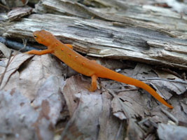 orange newt