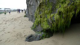 beach and green plants