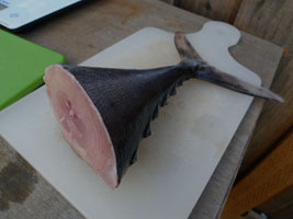 albacore from the Fjord Queen, Half Moon Bay