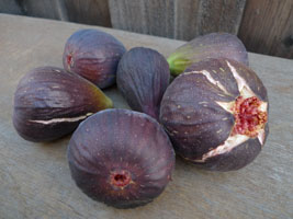 fresh figs brown turkey