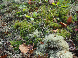 moss and lichen