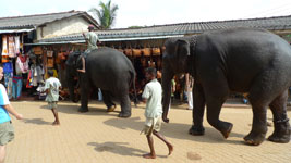 elephants coming back through town