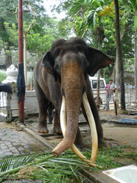 temple elephant