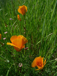 poppies in the oakland hills