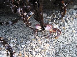 little crab eating seaweed