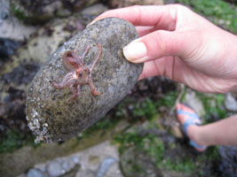 Joy found a baby octopus