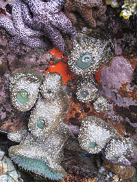 colorfull sea creatures