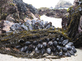 big black mussels