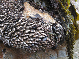 dragon eggs - or are they barnacles?