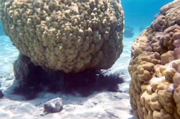 snorkeling off Moorea