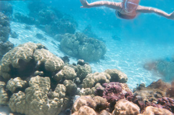 snorkeling off Moorea