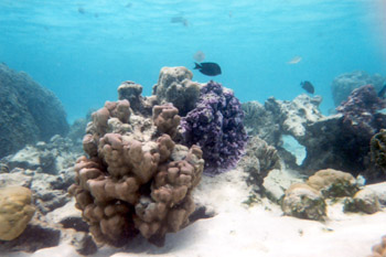 snorkeling off Moorea