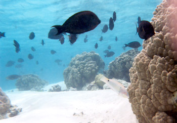 snorkeling off Moorea