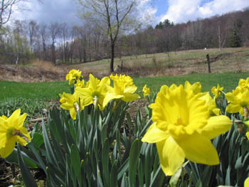 daffodils at home