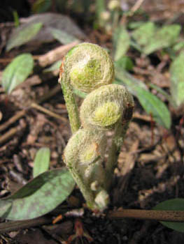 fern fiddleheads