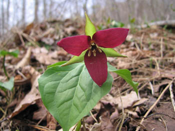 red trillium