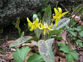 dogtooth violet