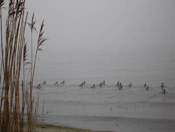 Long Island Sound