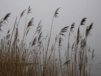 Long Island Sound