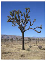 the joshua tree