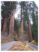 steve leaving Sequoia NP