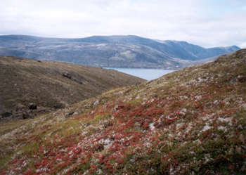 ripe blueberries hid in among the leaves carpeting the tundra