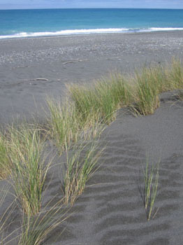 gray sand and green grass, north of Kaikoura, New Zealand
