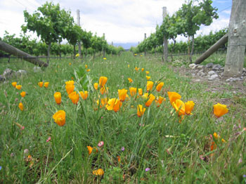 orange poppies in vineyard, Marlborough, New Zealand