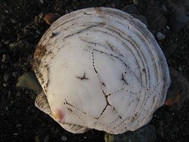 old scallop shell