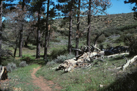 trail on Mt Laguna